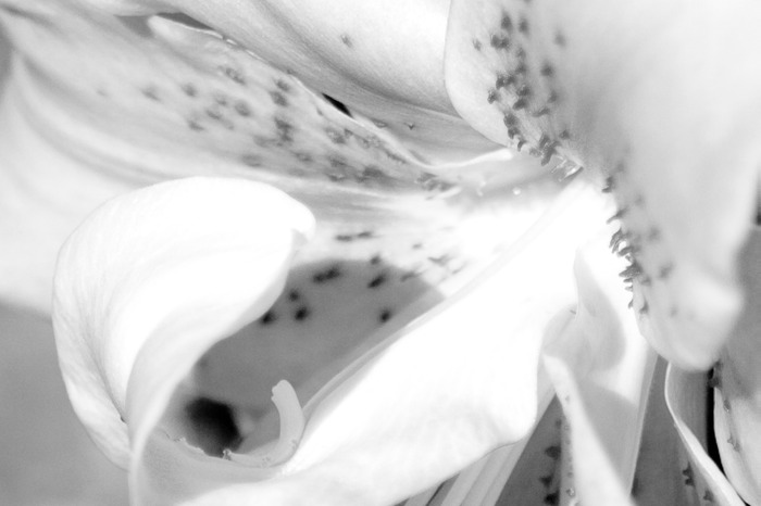 Oriental Lily 001