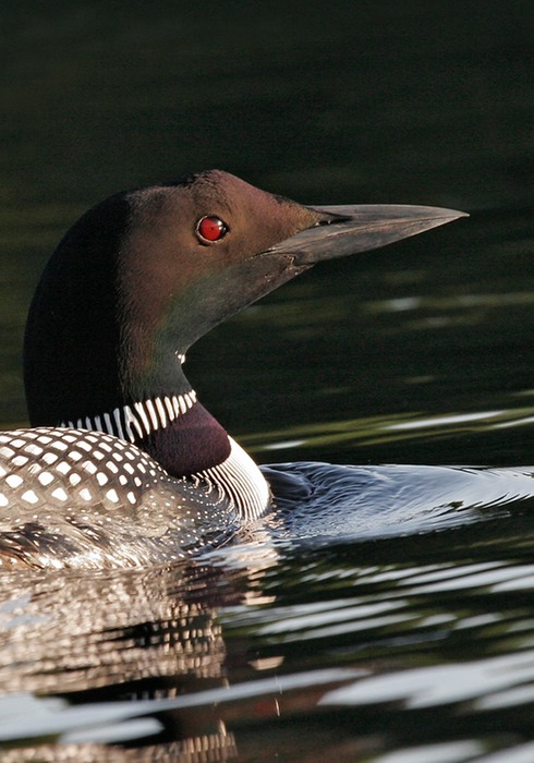 Loon 005