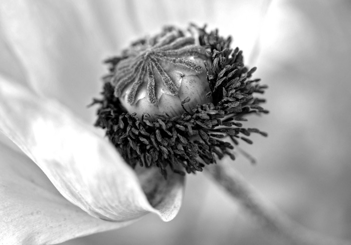 Oriental Poppy 001