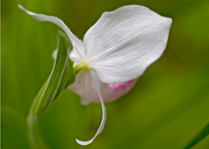 Orchid Showy Lady Slipper 001