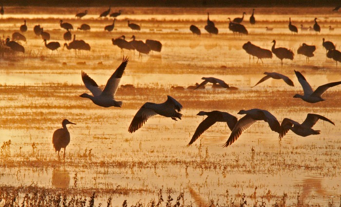 Sand Hill Crane 002