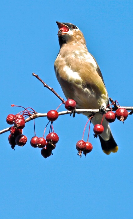 Cedar Waxwing 001