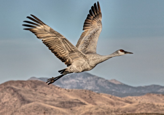 Sandhill Crane 003