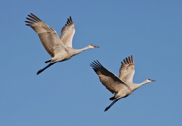 Sandhill Crane 004