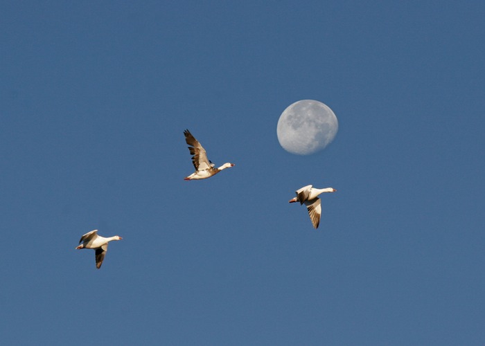 Snow Geese 001