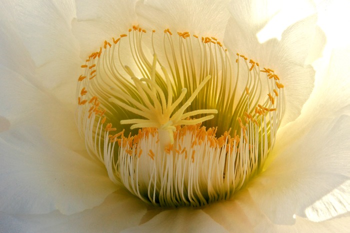 Cereus Night Blooming 001