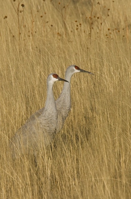 Sand Hill Crane 005