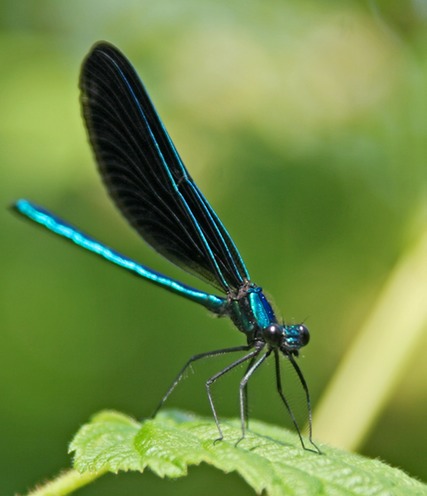 Damsel Fly 2793