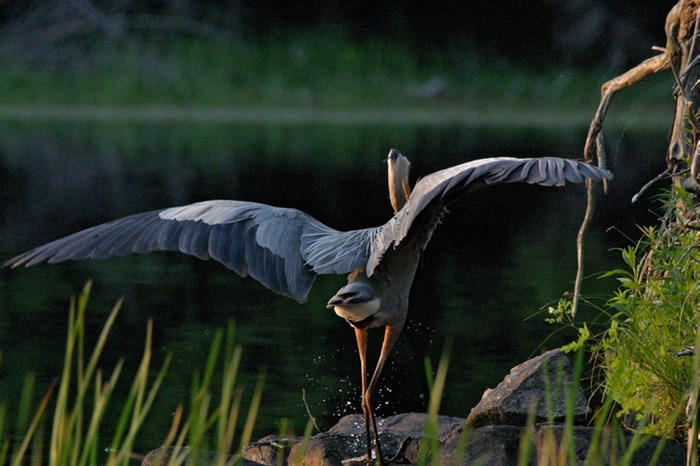 Great Blue Heron 008