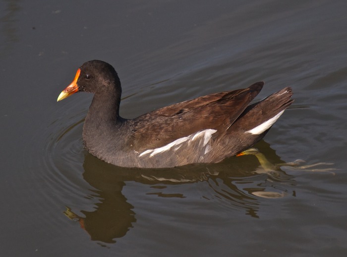 Common Gallinule 001