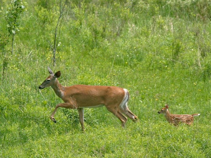 White Tailed Deer 005