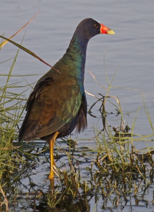 Purple Galinule 002