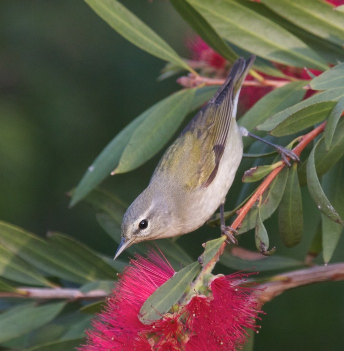 Tennesee Warbler 001