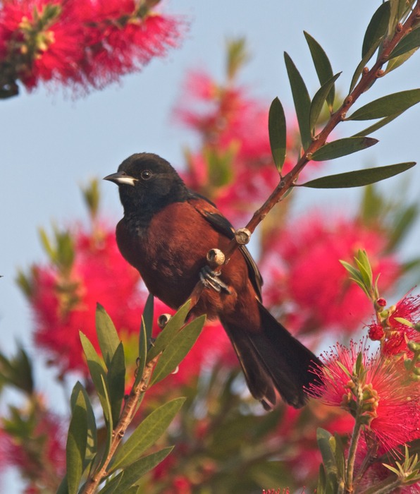 Orchard Oriole 001