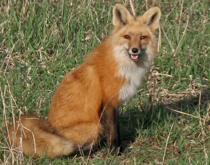 Red Fox 001