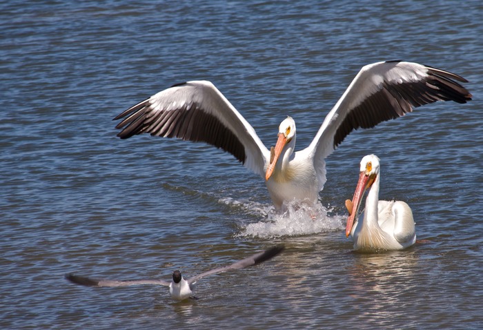 White Pelican 001