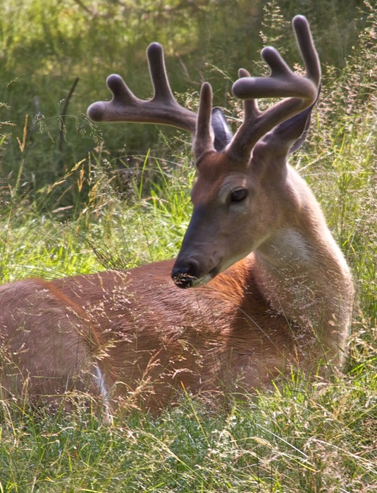 White Tailed Deer 003