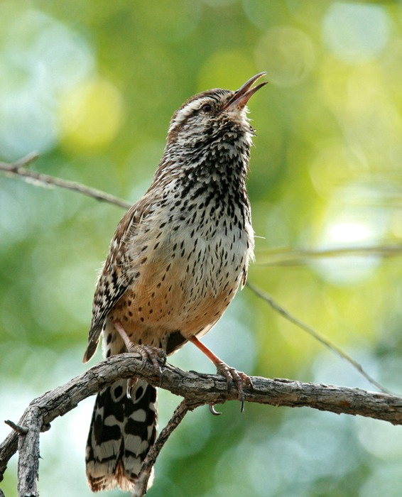 Cactus Wren 001