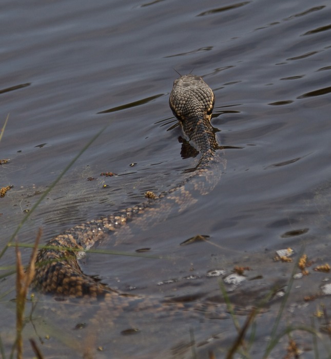 Diamond Backed Water Snake 001