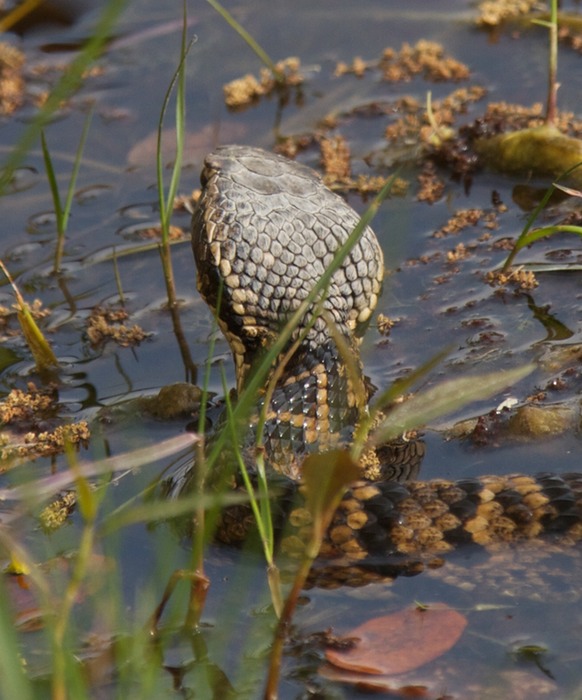 Diamond Backed Water Snake 002