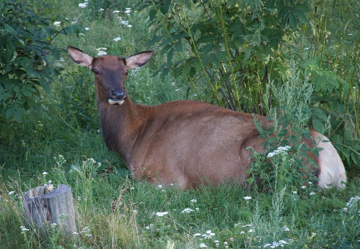 Elk 001