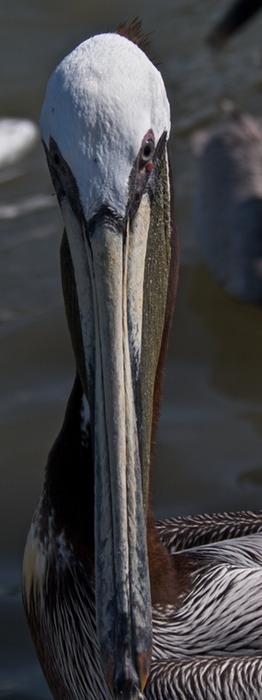 Brown Pelican 001