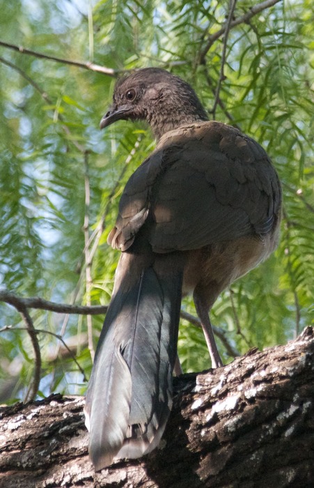 Chachalaca 001