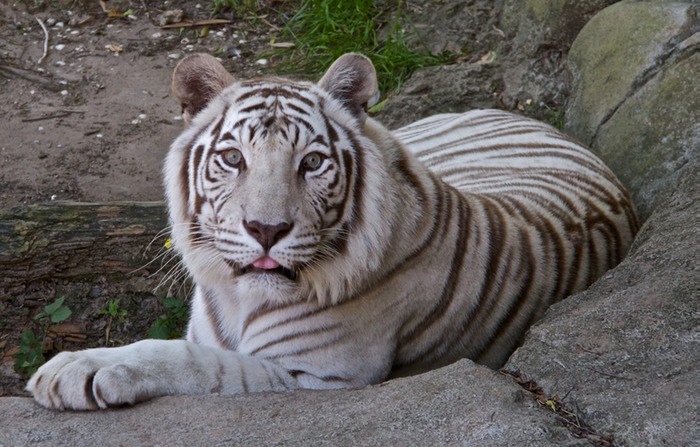 lTiger White Bengal 001