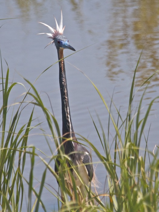 Tricolored Heron 005