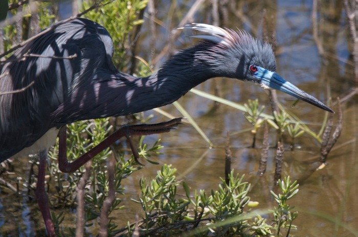 Tricolored Heron 006