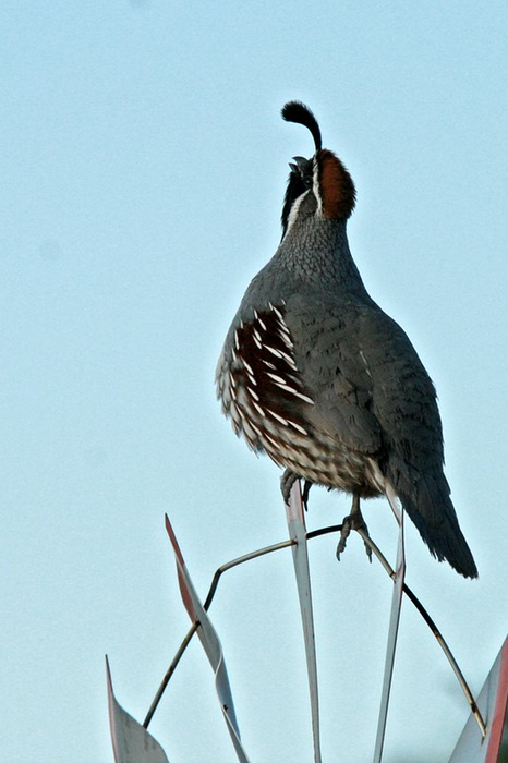 Gamble's Quail 001