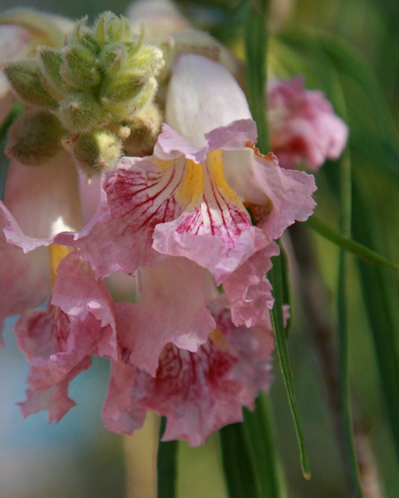 Desert Willow 001