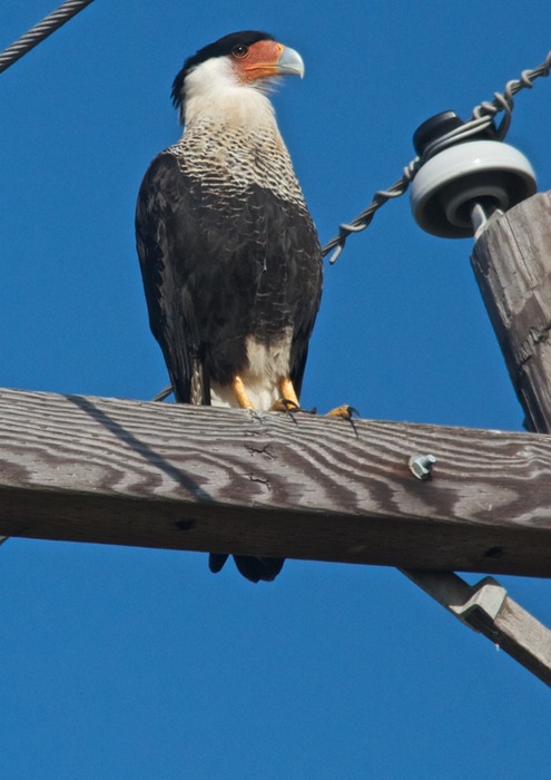 Crested Caracara 001