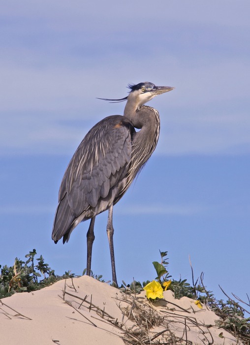 Great Blue Heron 004