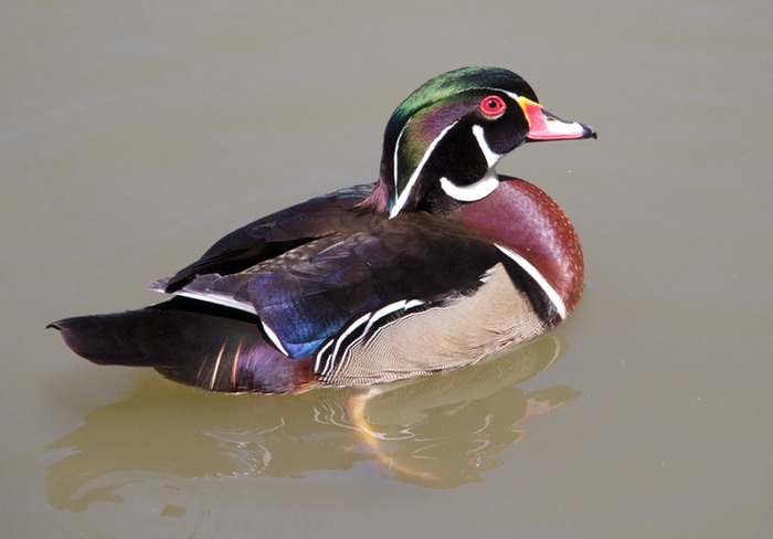 Wood Duck 001