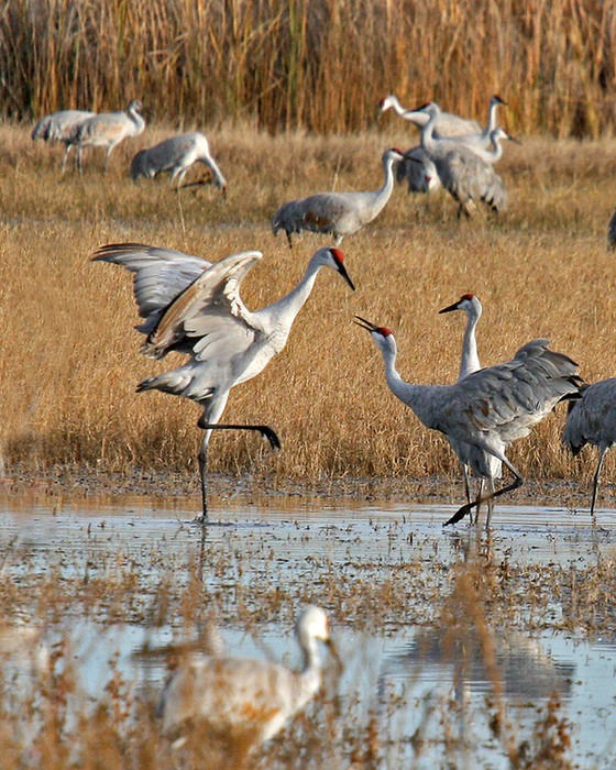 Sand Hill Crane 001