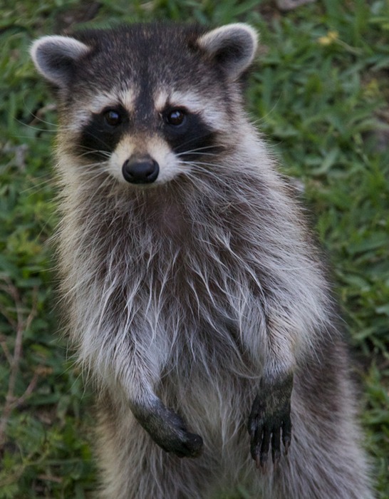 Racoon 001