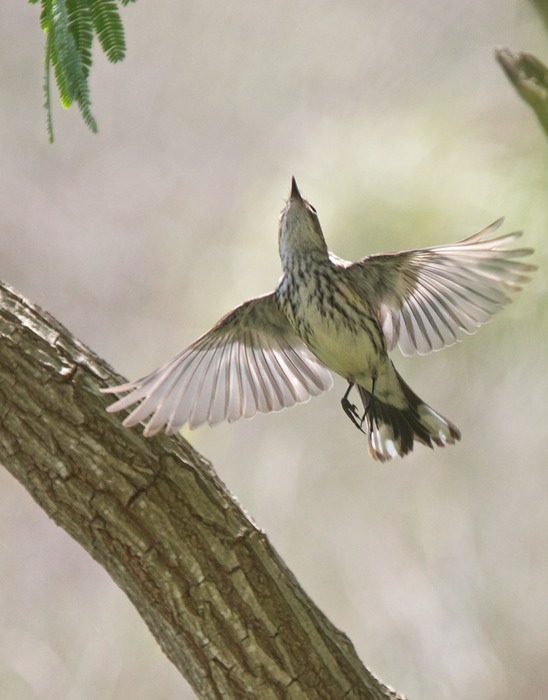 Black and White Warbler 002