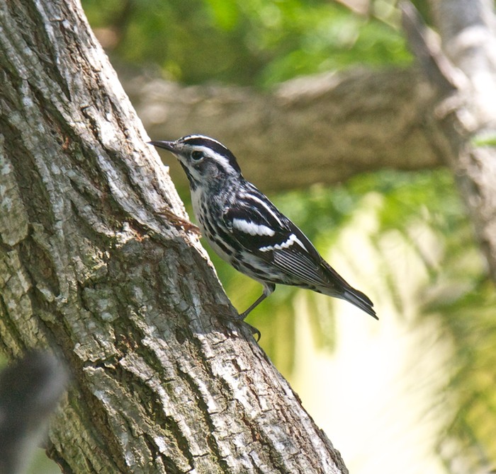 Black and White Warbler 001