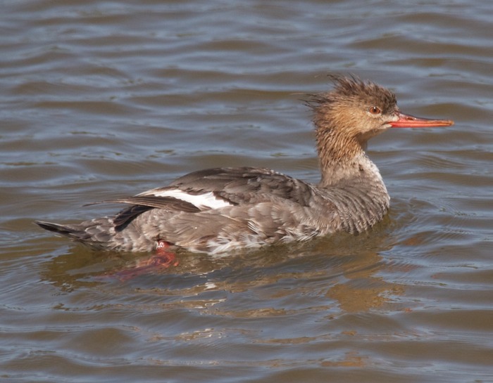 Merganser 001