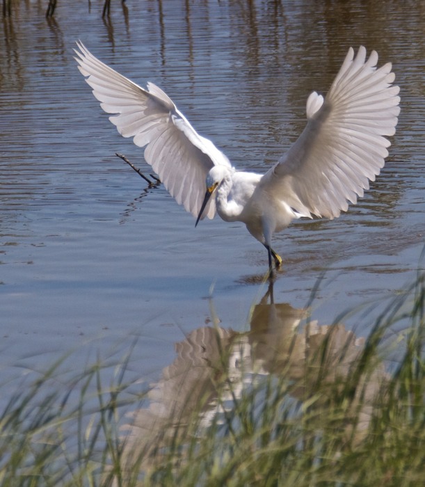 Snowy Egret  005