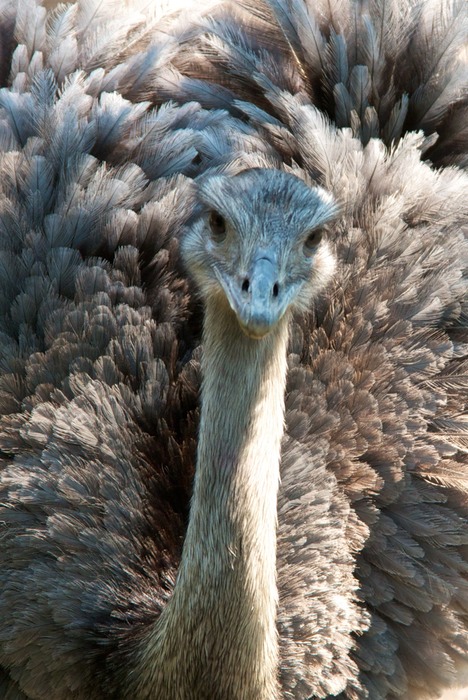 Emu 001