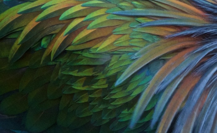 Nicobar Pigeon 002