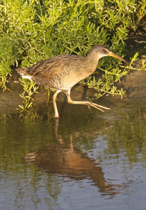 Clapper Rail 001