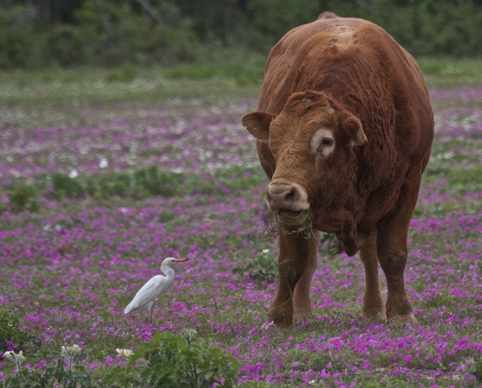 Cattle Egret 001