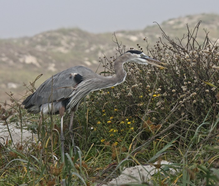 Great Blue Heron 001