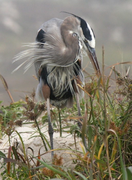 Great Blue Heron 002