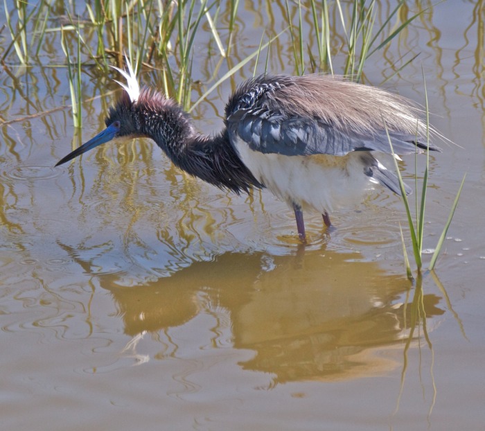 Tricolored Heron 007