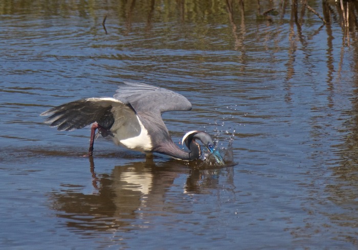 Tricolored Heron 008