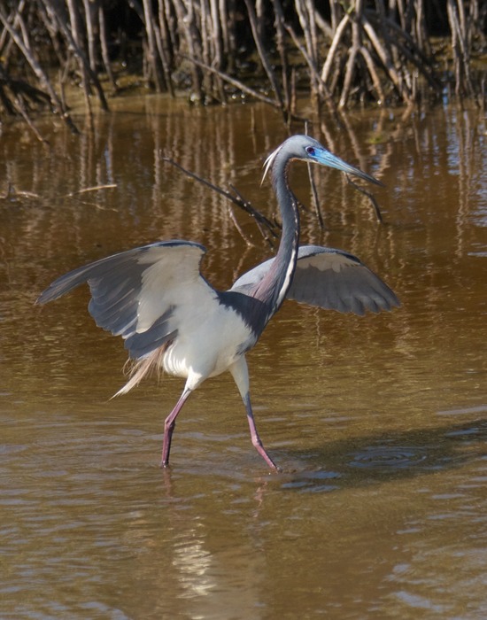 Tricolored Heron 09